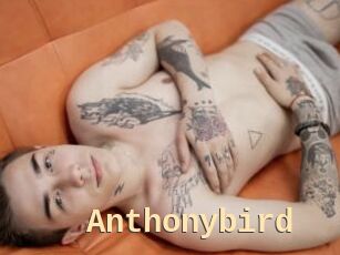 Anthonybird