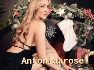 Antoniaarose