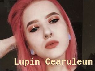 Lupin_Cearuleum