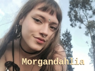 Morgandahlia