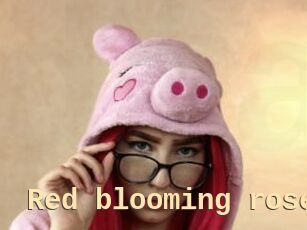 Red_blooming_rose