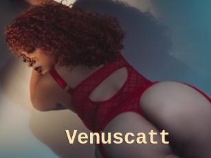 Venuscatt