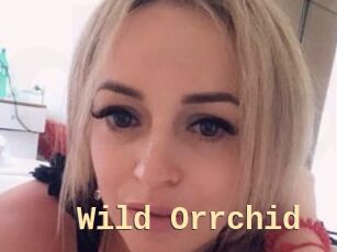Wild_Orrchid